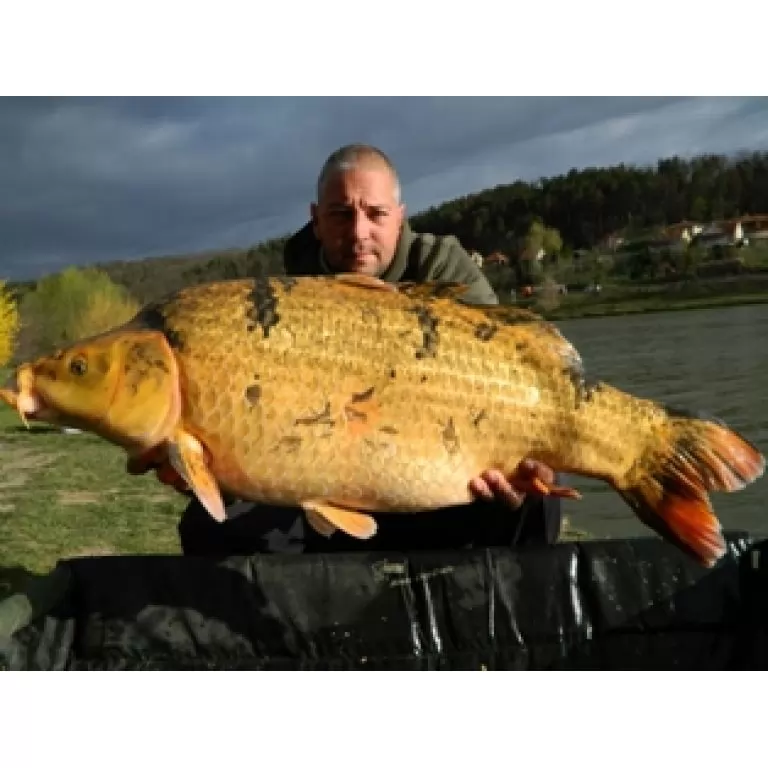 14.60kg Koi