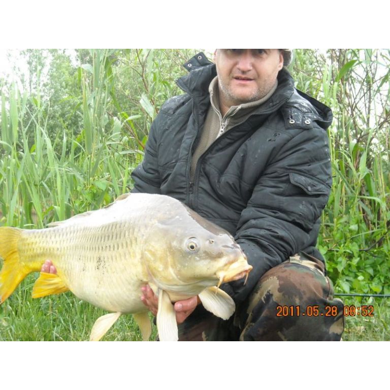 ponty 14.5  kg