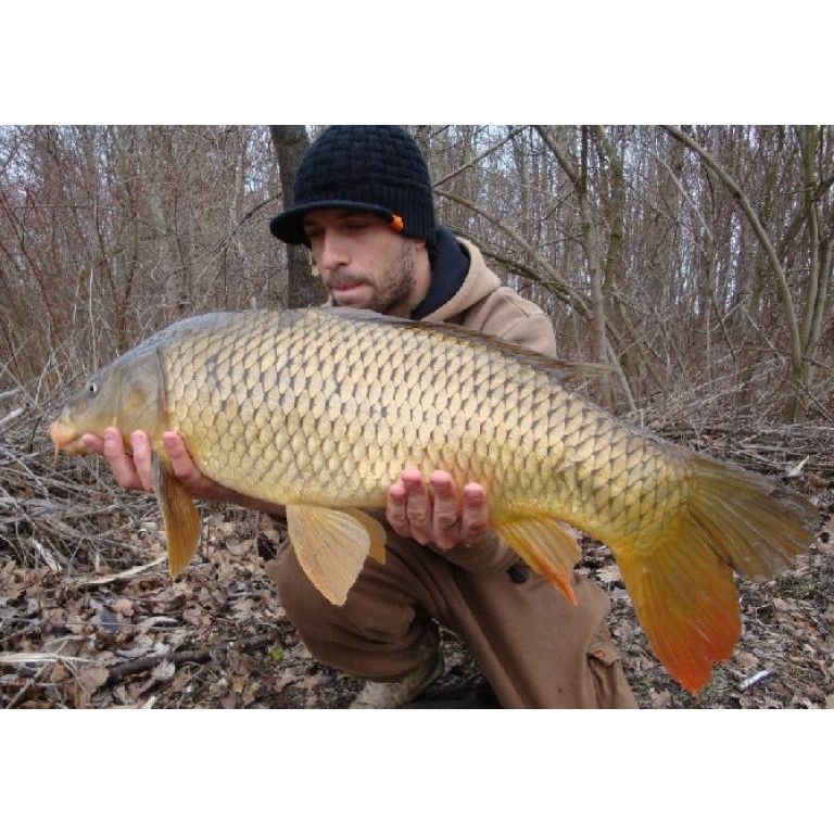 7.51  kg  big tail 