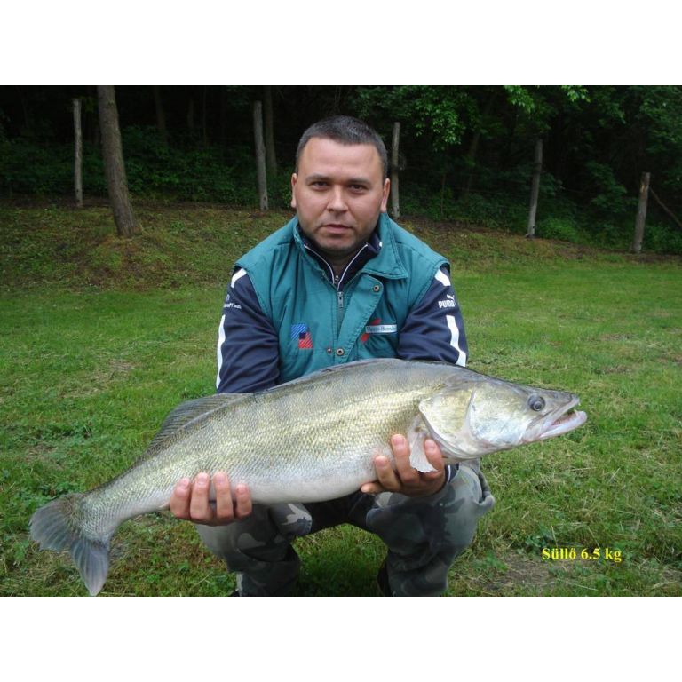 Süllő 6.5 kg