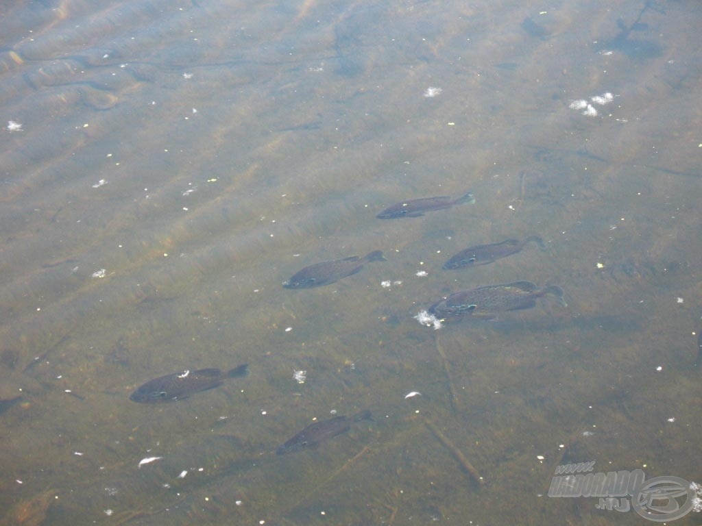 Kristálytiszta víz naphal csapattal