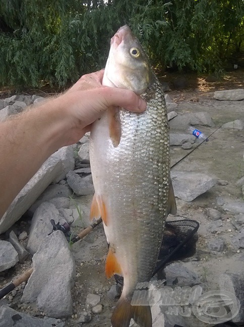 1,6 kg-os paduc vette fel a csalit