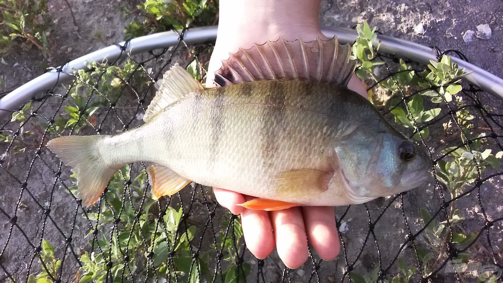 A legszebb sügérem szintén a Balatonhoz fűződik