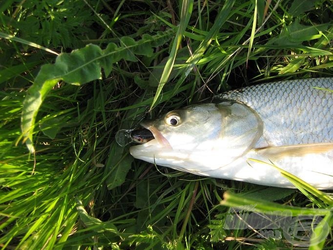 Tökéletes akadás, teljesen elnyelte a kétrészes Salmót