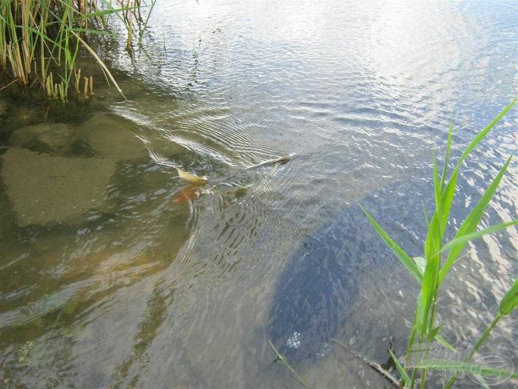 … a pontyok visszaengedése is!