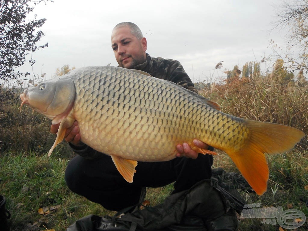 Szép, egészséges, 11,30 kg-os tőponty