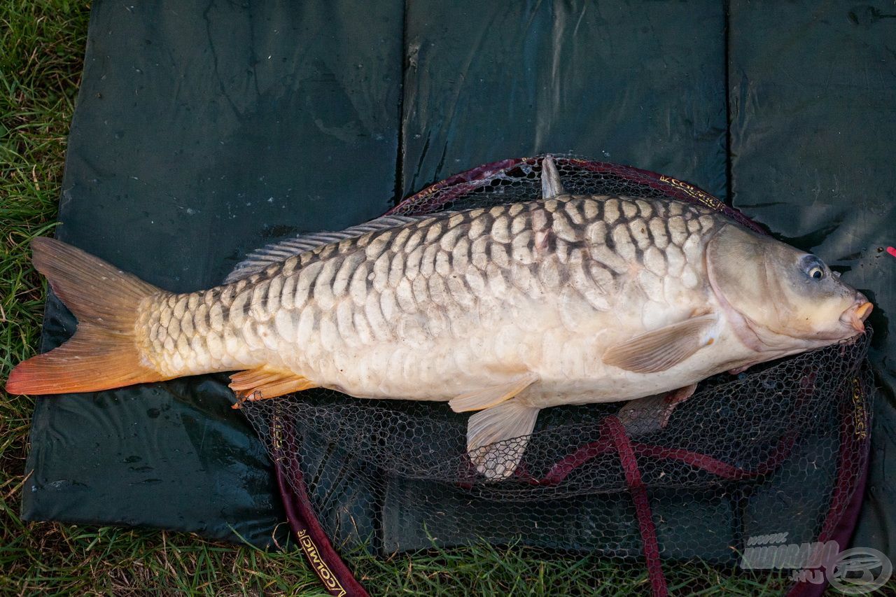 7,5 kg-os gyönyörű nyurga – a nap fénypontja