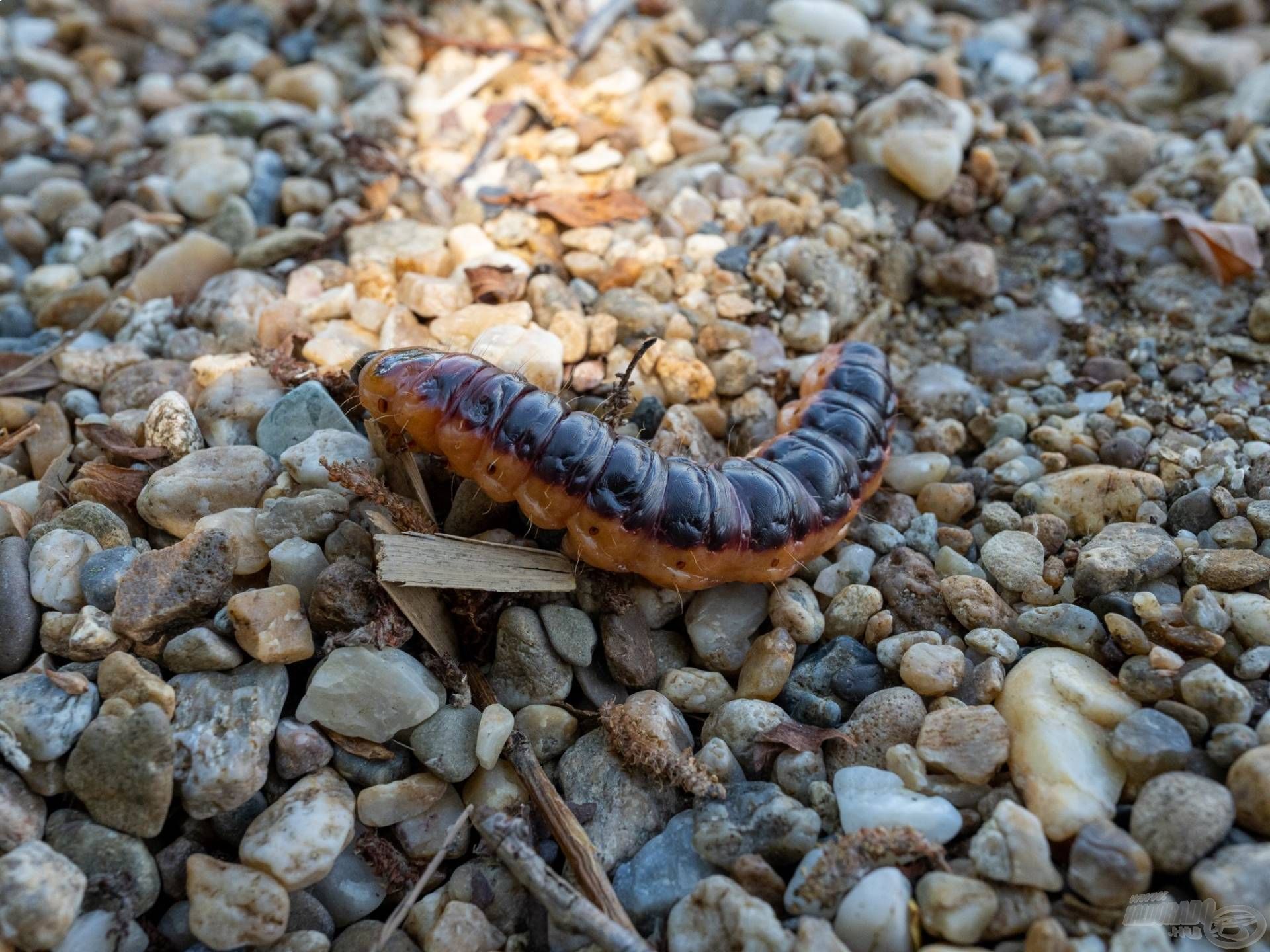 A természethez közel vagyunk a legjobb helyen