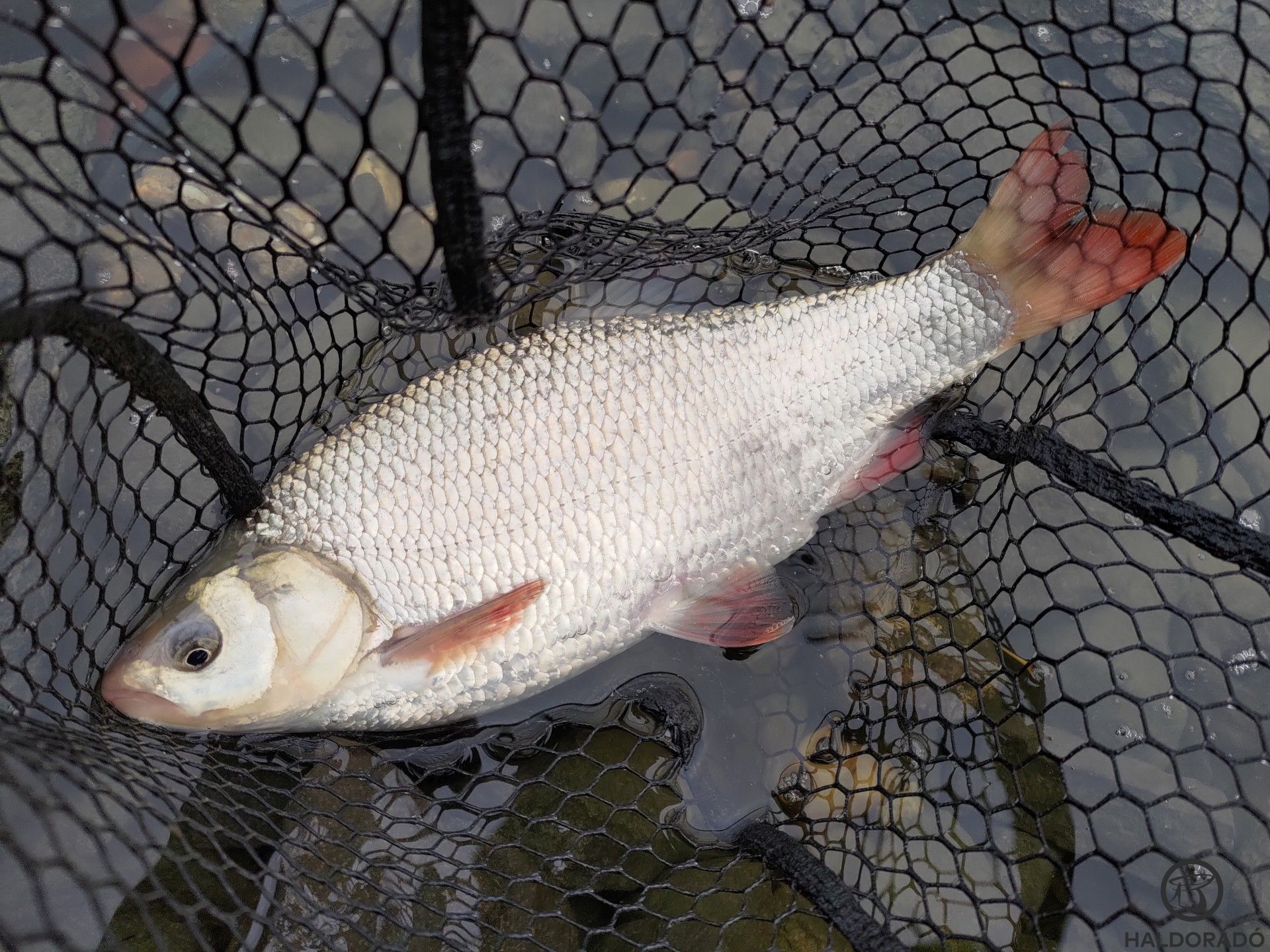 Szákban életem első dunai pergetett hala!