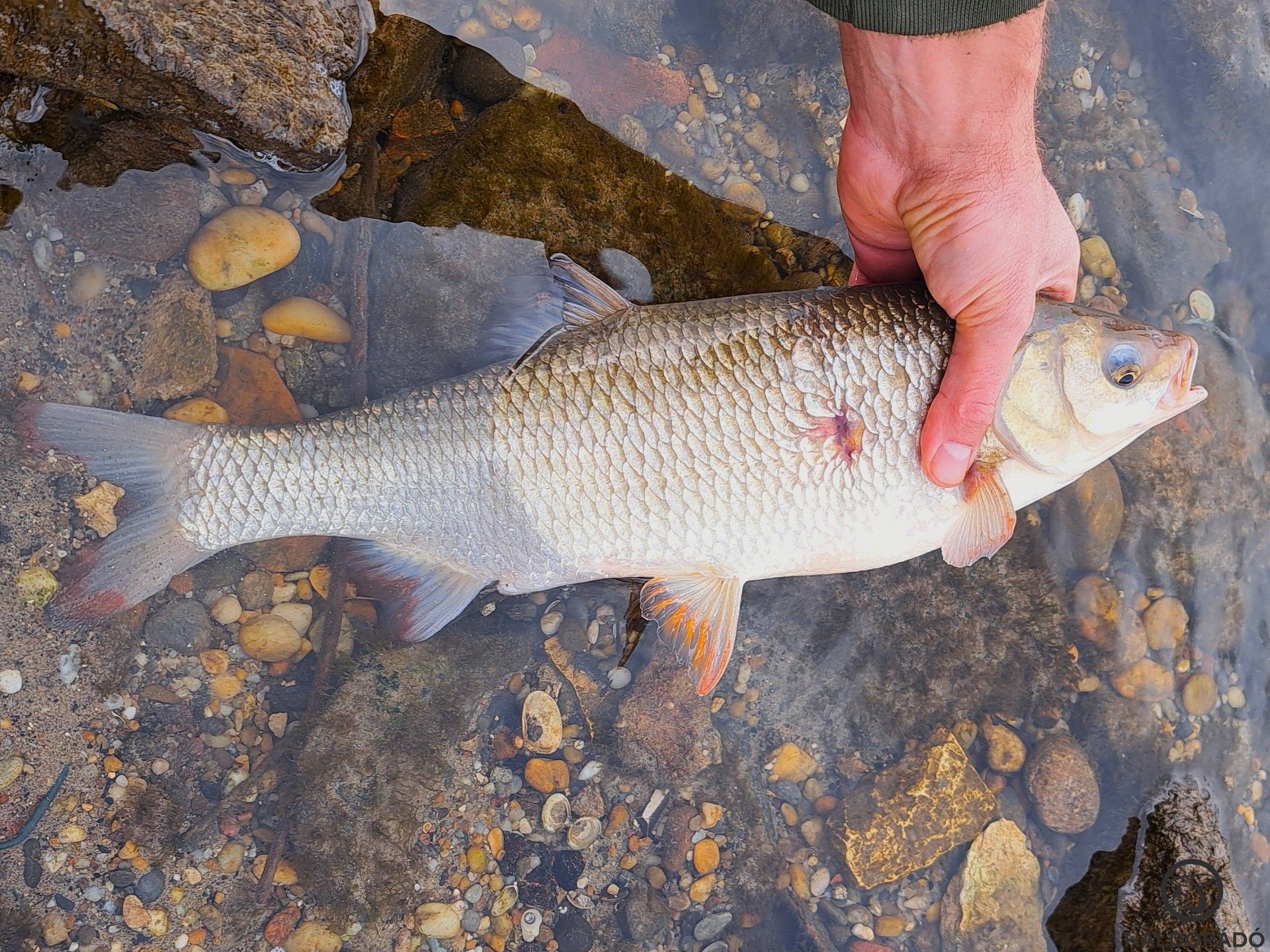 Ilyen halakról kaptam fotókat, persze, hogy útnak indultam!