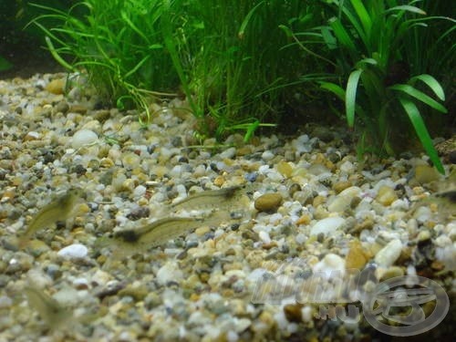 Az Amano garnélák (Caridina Japonica) kiváló takarító munkát végez…