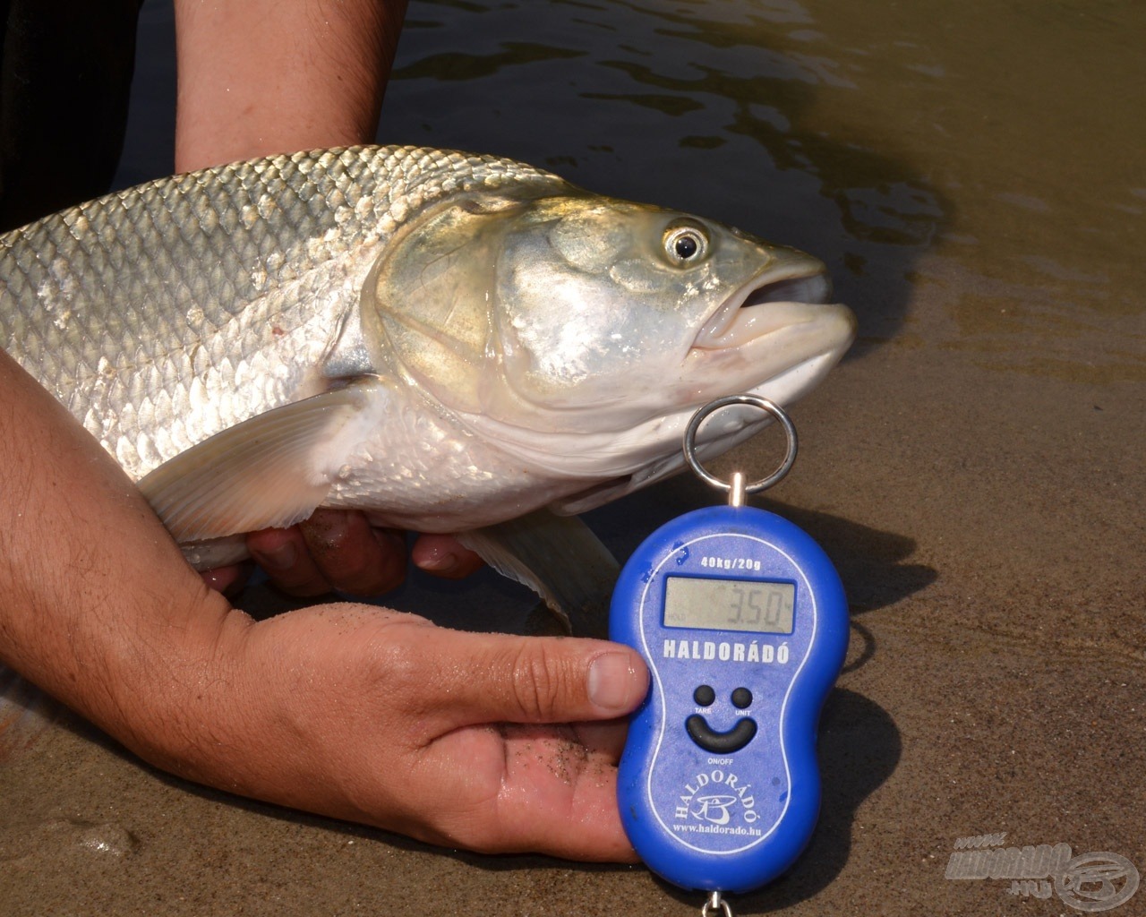 Az új rekordom pontos tömege 3,5 kg 