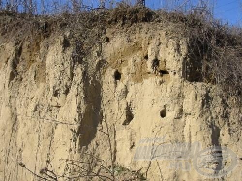 Jól megfigyelhető a gyurgyalagok apró fészkelő üregei