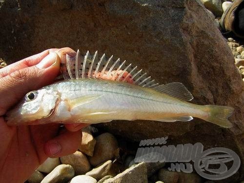 A Duna egyik legjellegzetesebb hala (volt) a selymes durbincs. Sajnos, nagyon megritkult