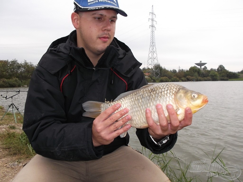 Ritka szép, nagy kárász, 1,28 kg