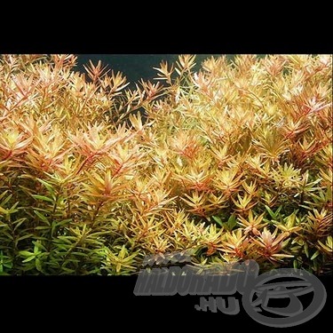 A Rotala rotundifolia gyönyörű, gyorsan növő, aprólevelű növény