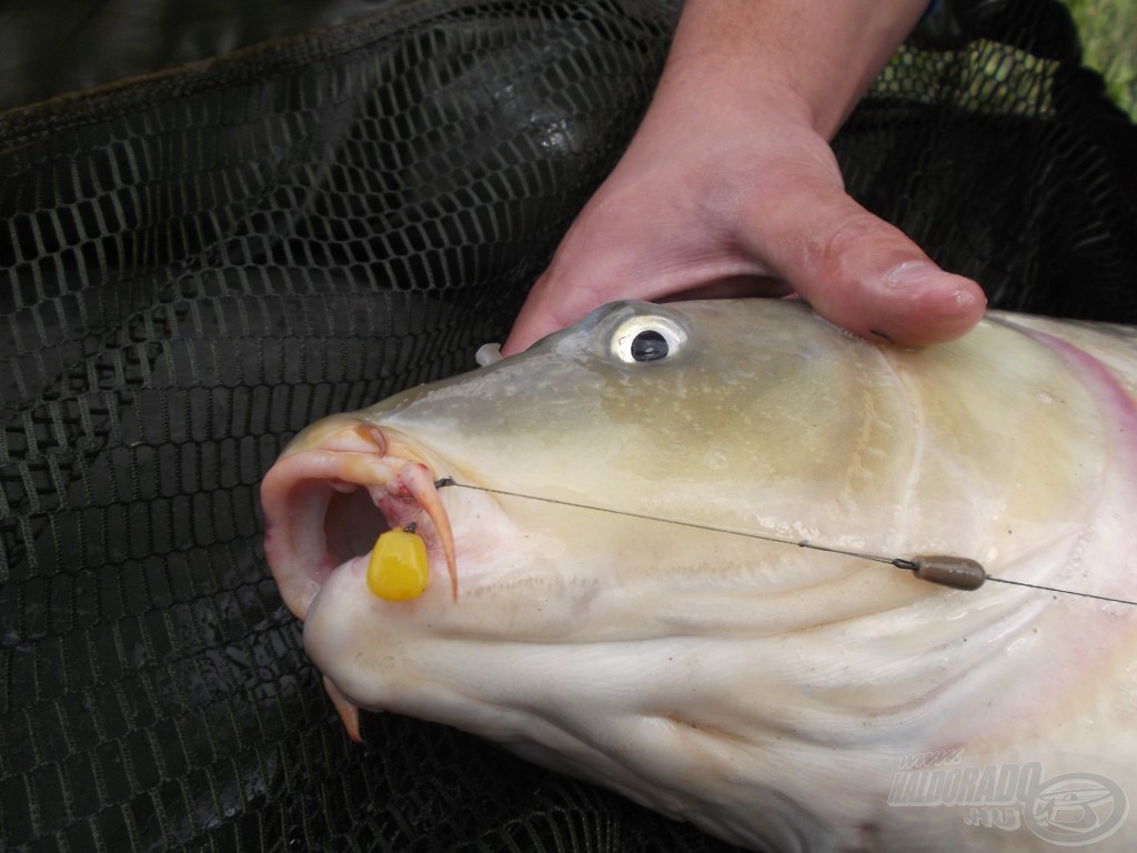 A kisméretű, szakáll nélküli horog akkor is megtartja a halat, ha éppen egy horog ütötte sebbe akad