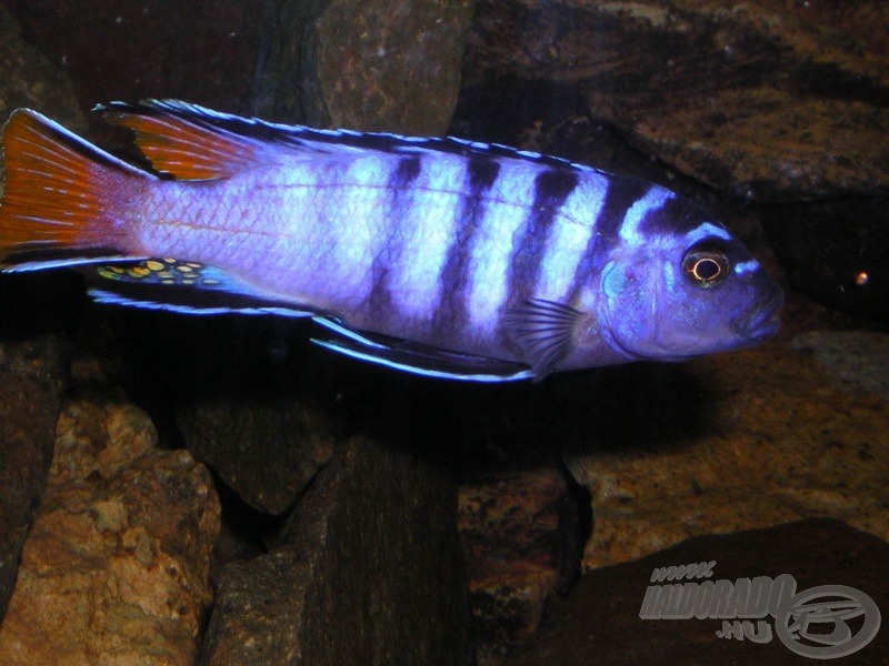 <i>Pseudotropheus elongatus</i> ’Mpanga’ - karcsúsügér ’Mpanga’ földrajzi változata