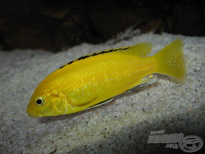 <i>Labidochromis caeruleus</i> ’Yellow’ - aranysügér