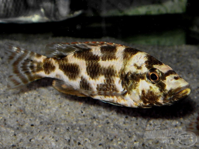 <i>Nimbochromis livingstonii</i> - fiatal leopárdsügér