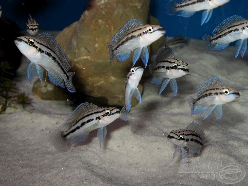 <i>Julidochromis dickfeldi</i> - barna torpedósügérek csoportja