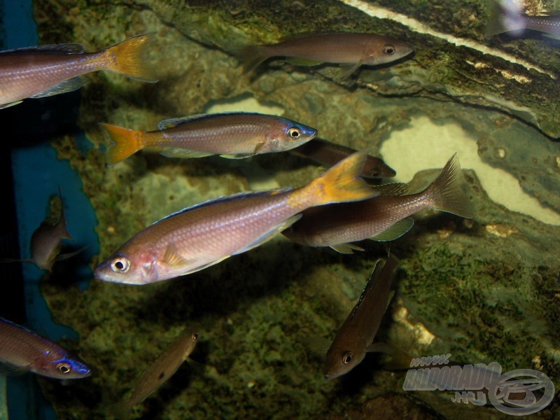 <i>Cyprichromis</i> - lazacsügérek csapata