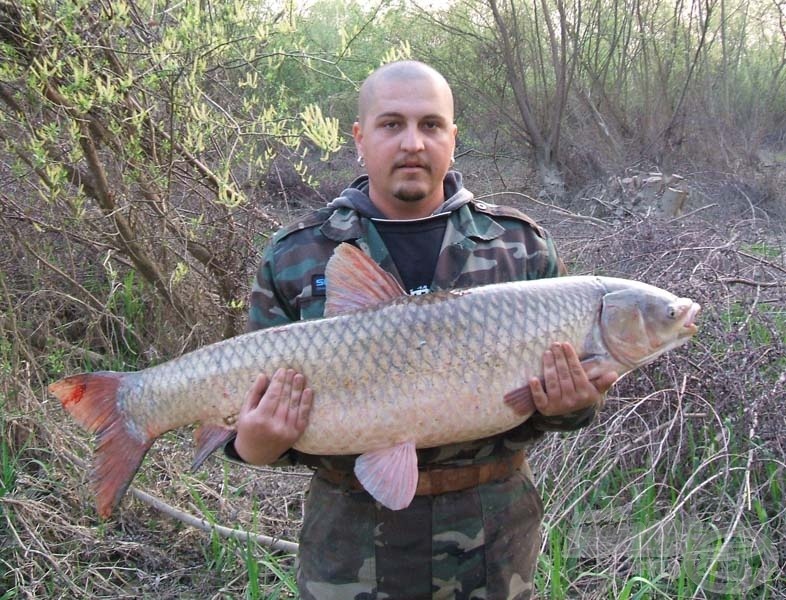  Török Sándor 18,6 kilós amurja igazoltan ebben az évben a legnagyobb Aggressive Carp feederbottal kifogott hal!