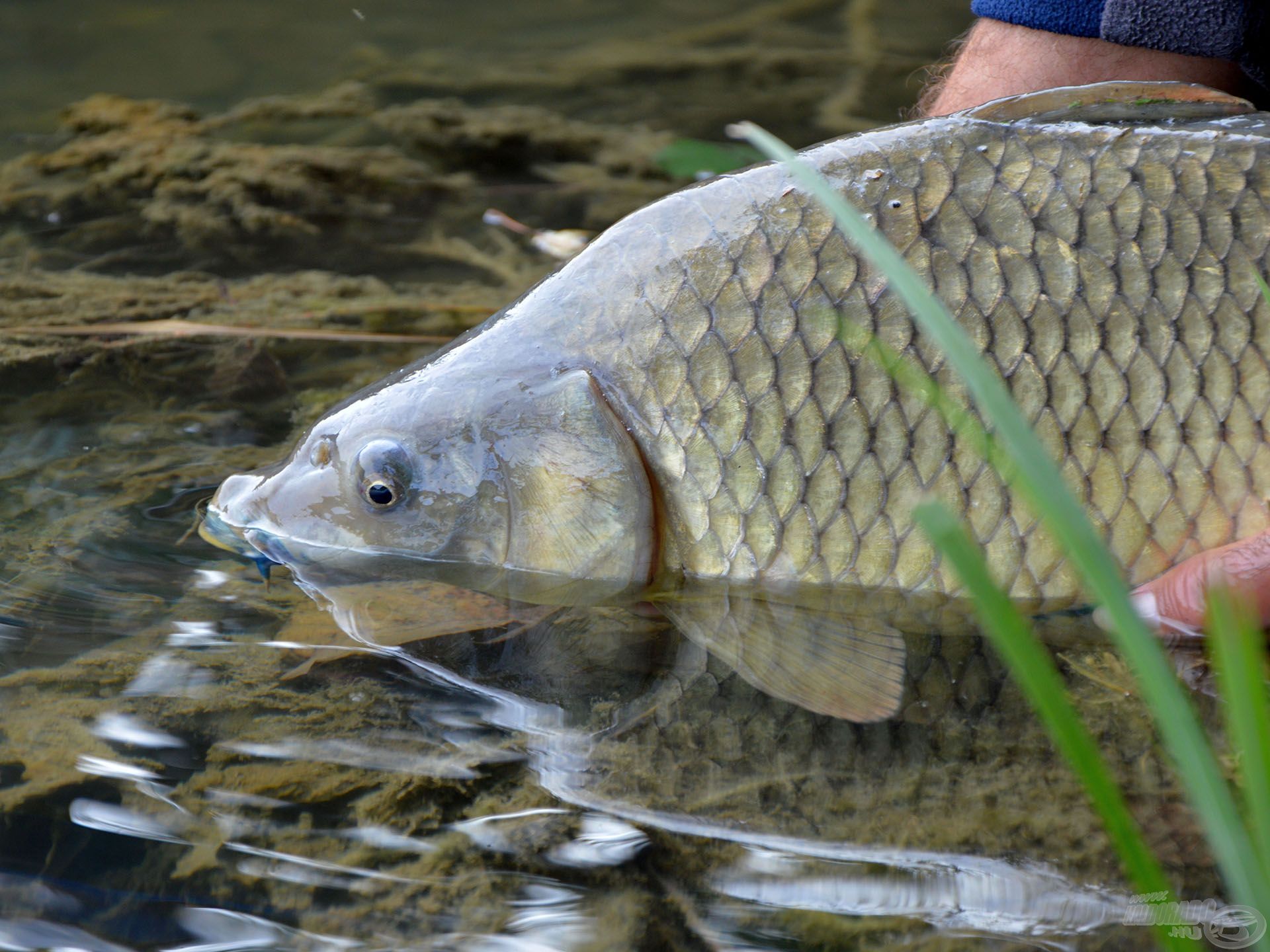 A Royal Method Carp bottal sok ilyen pillanatban lesz részünk