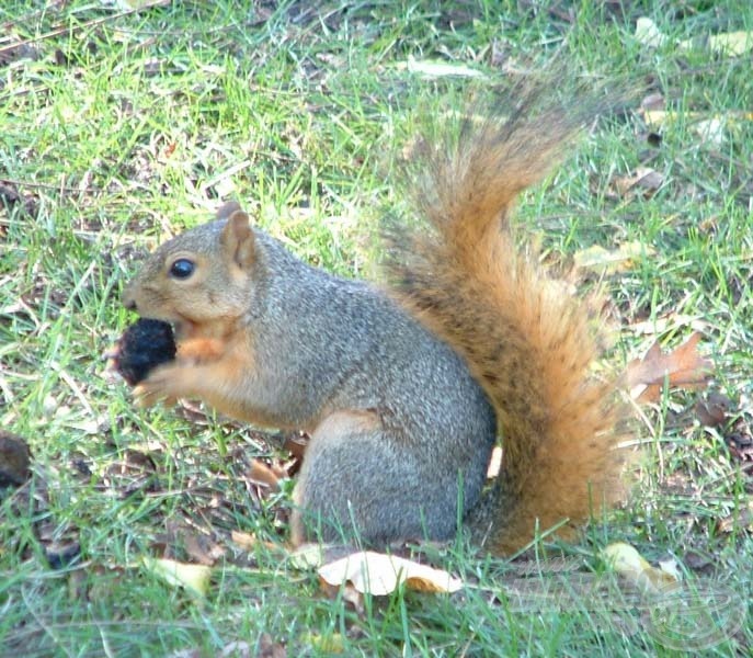 Rendkívül gazdag a park vadállománya, amelyet szigorúan védenek! A mókusok és vadlibák szinte a kezünkből ettek