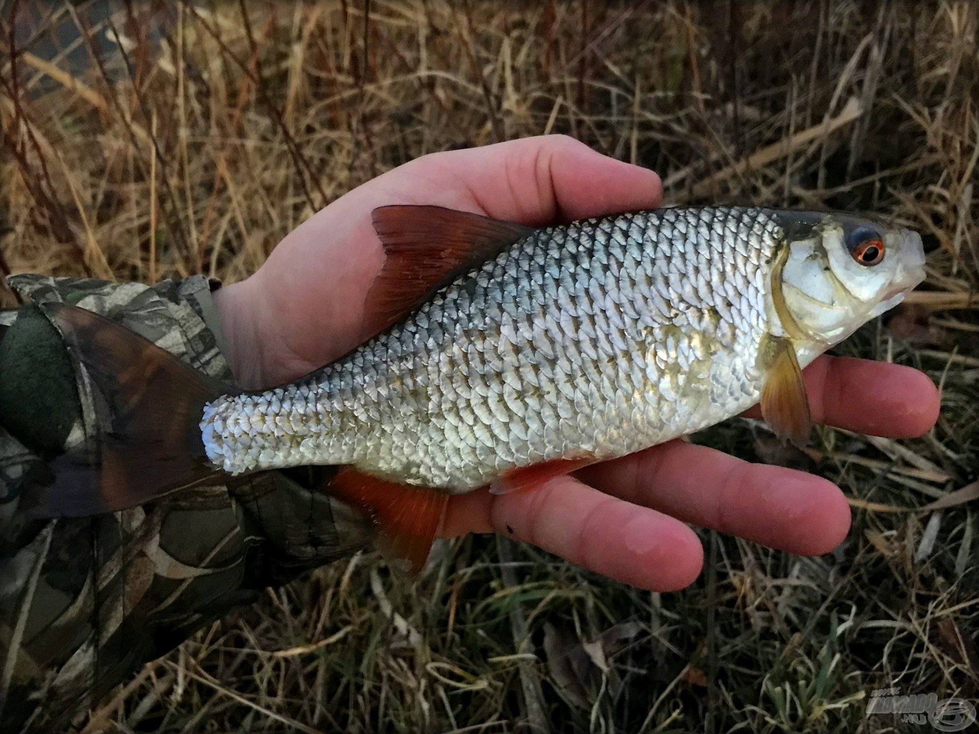 … a tavasz hírnökei