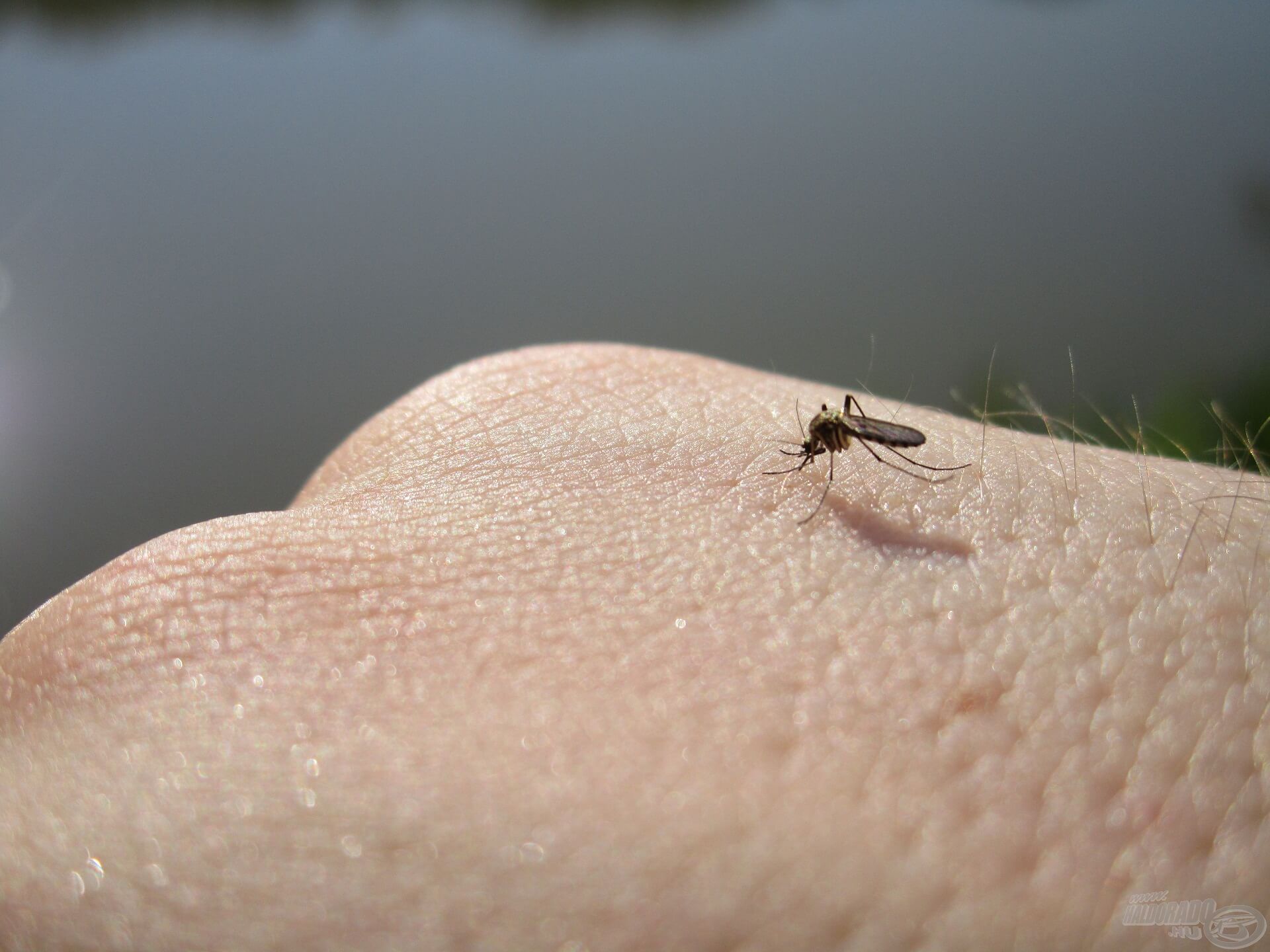 Néhány szúnyog is felbukkant a korai órákban. Pont a napokban permetezték őket, így szerencsére nem volt sok