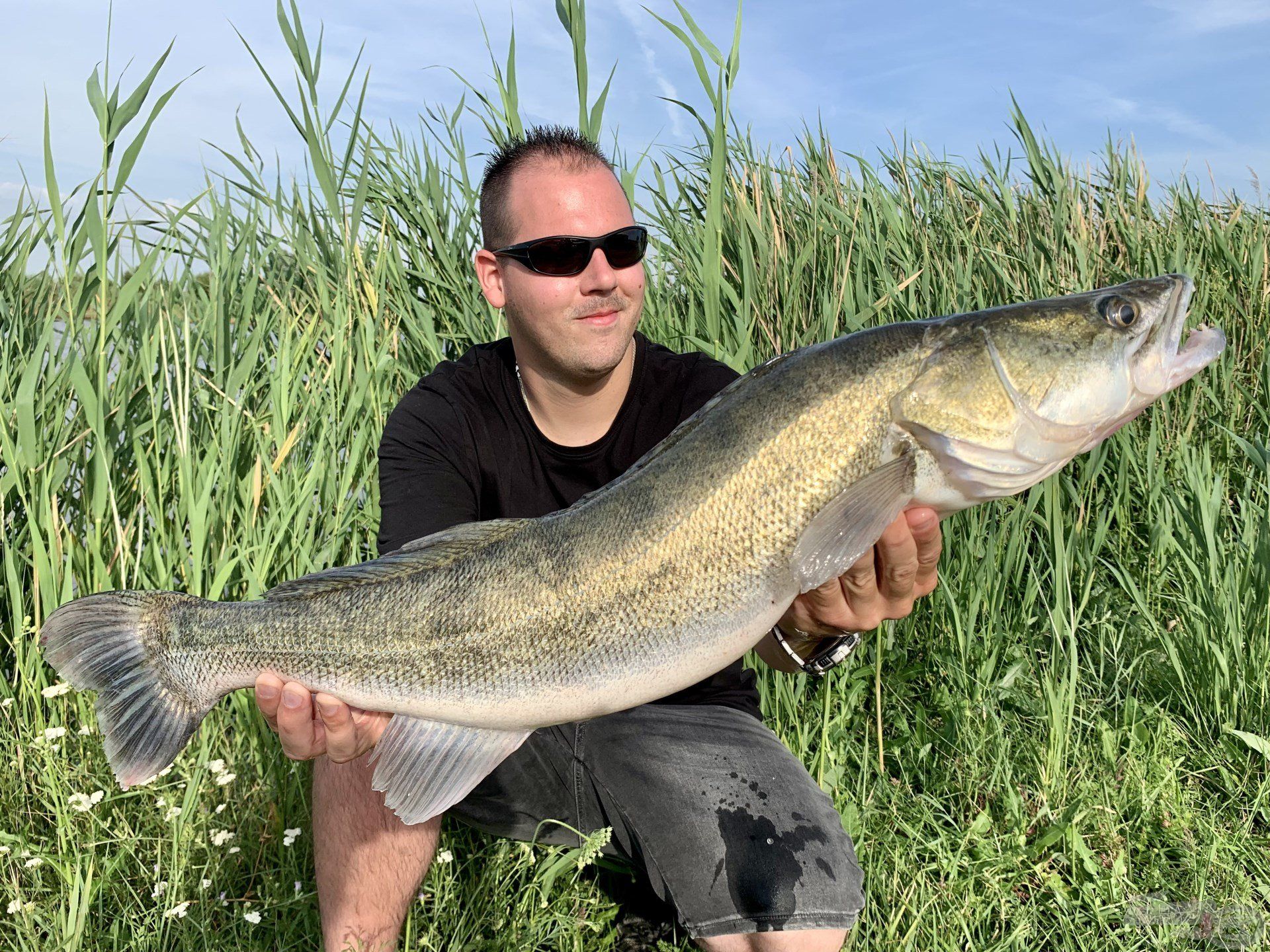 Meglepetéshal a horgászat végén, új süllőrekordomat tarthattam kezemben, 3,8 kg volt a pontos súlya