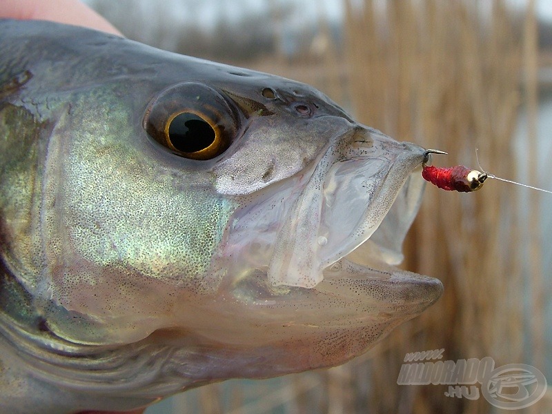 Captured on fly - műléggyel fogott hal