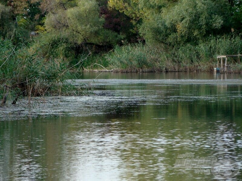 Nád, hínár, akadó, búvóhelyek tömkelege