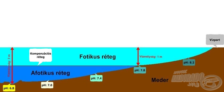 Egy sematikus ábra a vízmélység és a pH-érték alakulása közötti összefüggésekre a völgyzárógátas tavak esetében. A feltüntetett értékek itt csak a folyamatok jó szemléltetését szolgálják