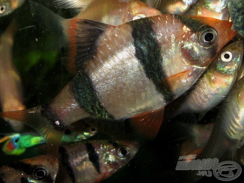 Szumátrai díszmárna. Nála élénkebb, csipkelődőbb halat keveset találni