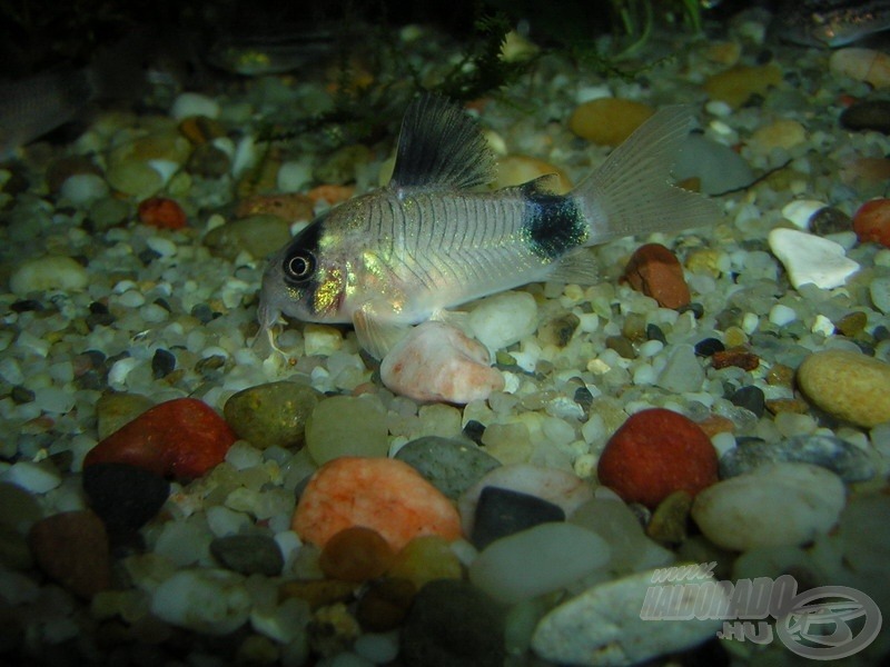 Fekete mintázatáról kapta a nevét a panda páncélosharcsa (<i>Corydoras panda</i>). Nem nő 4-6 cm-nél nagyobbra, ikráinak száma is kevés