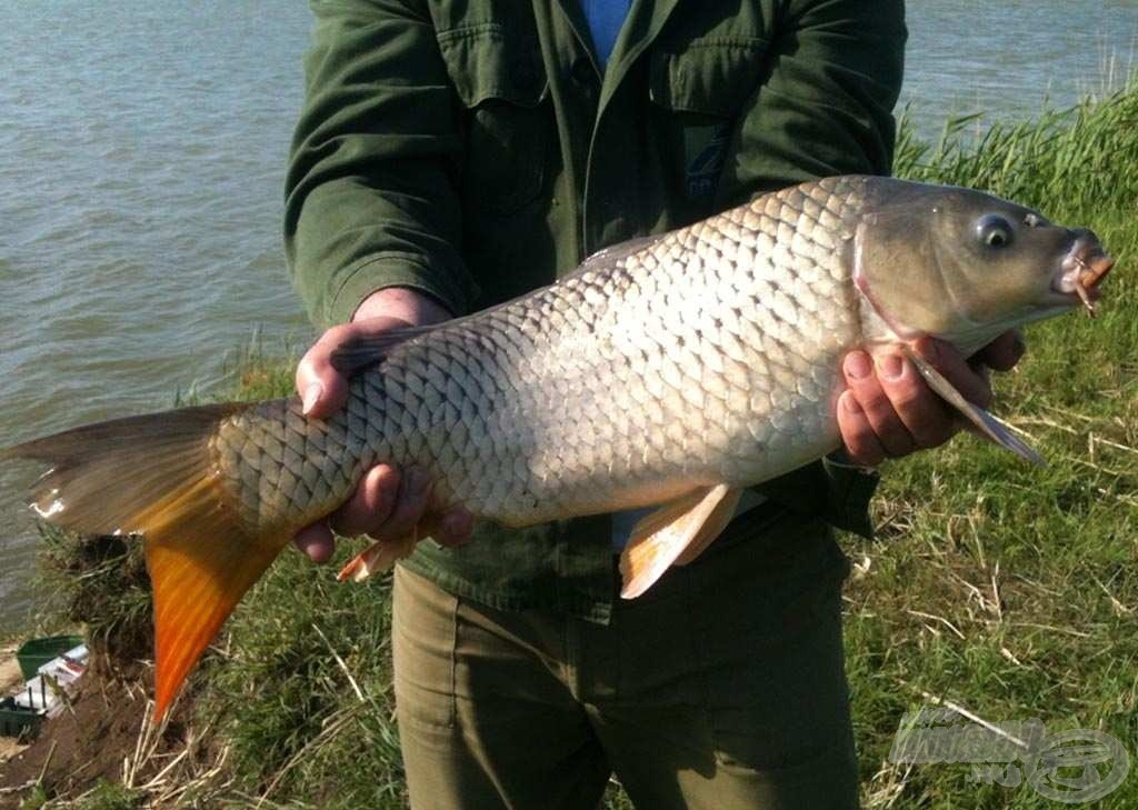 Gyönyörű, egészséges izompacsirta