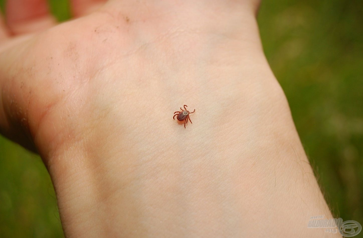 A kullancsok számos betegséget, így többek közt a vírusos agyhártyagyulladást, illetve a Lyme-kórt is terjeszthetik!