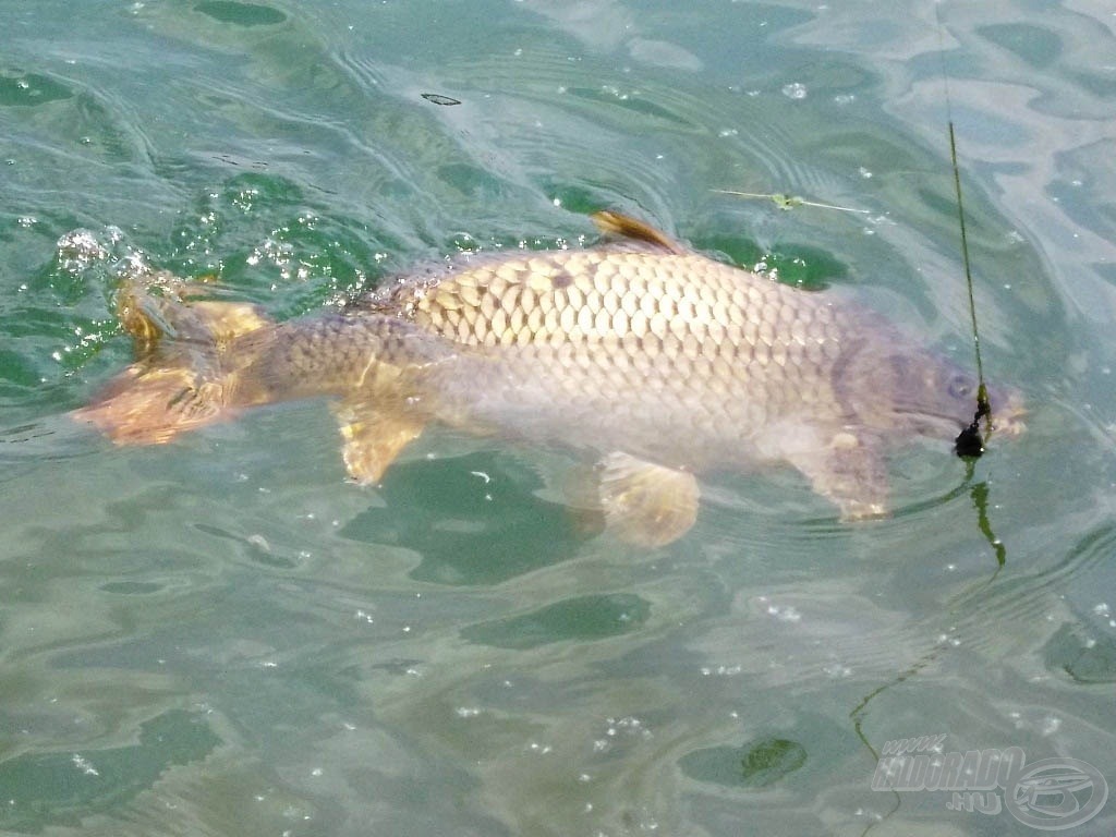 A kristálytiszta vízben nagyon jó erőben voltak a halak