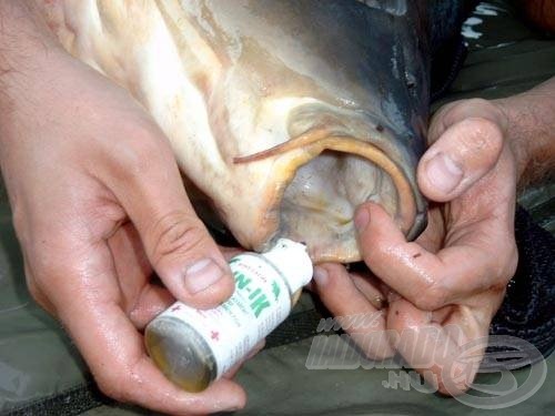 A hal száján okozott seb gyógyulását fertőtlenítéssel segíthetjük elő