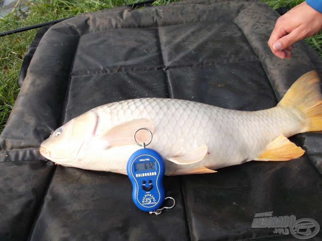 A matracon pihen a nagy töves, 6,72 kg a pontos súlya