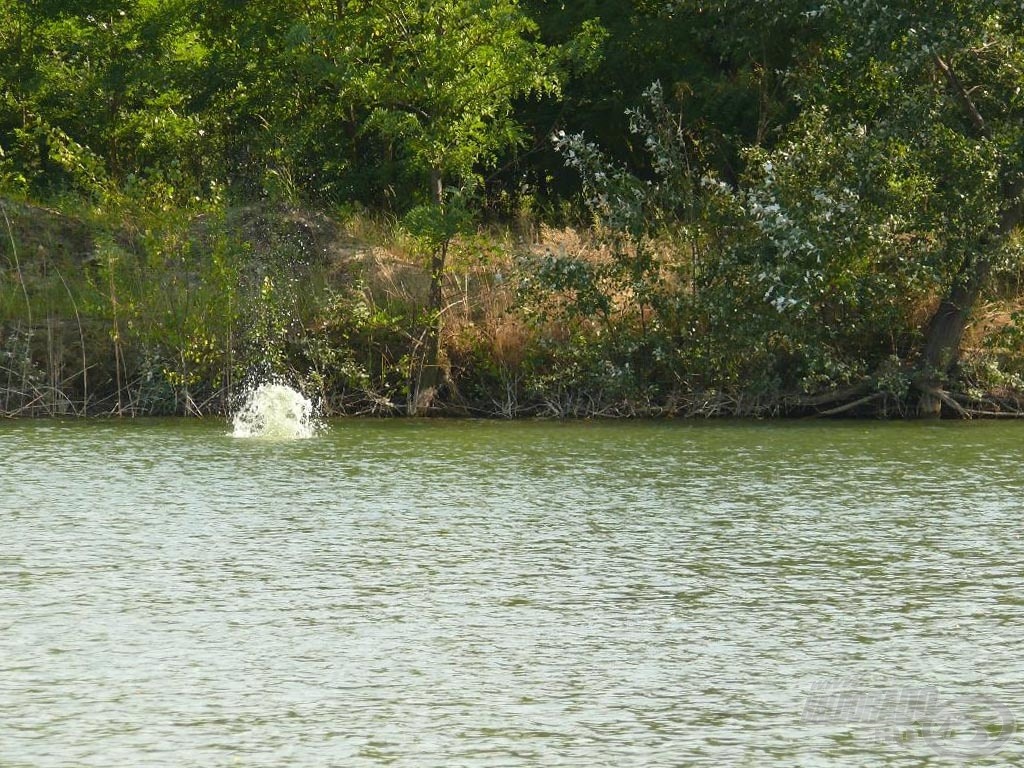 A pontosság alapvető dolog a horgászatban! Törekedjünk mindig a biztosan meghorgászható távolságra…