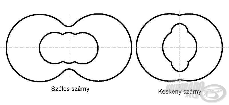 Széles és keskeny szárnyforma