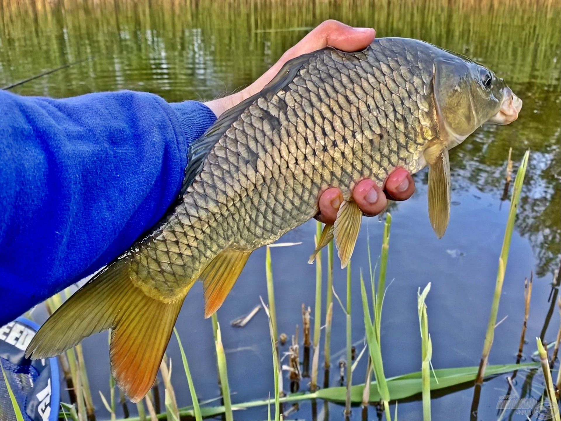 Vad és erős pontyok élnek a csatornában, biztos vagyok benne, hogy sokan nem is gondolnák, milyen élményben lehet része annak, aki ilyen vízen tesz egy próbát