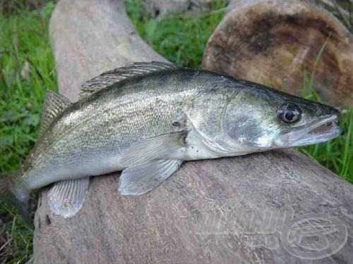 Egy szép őszi nap boldog végszava