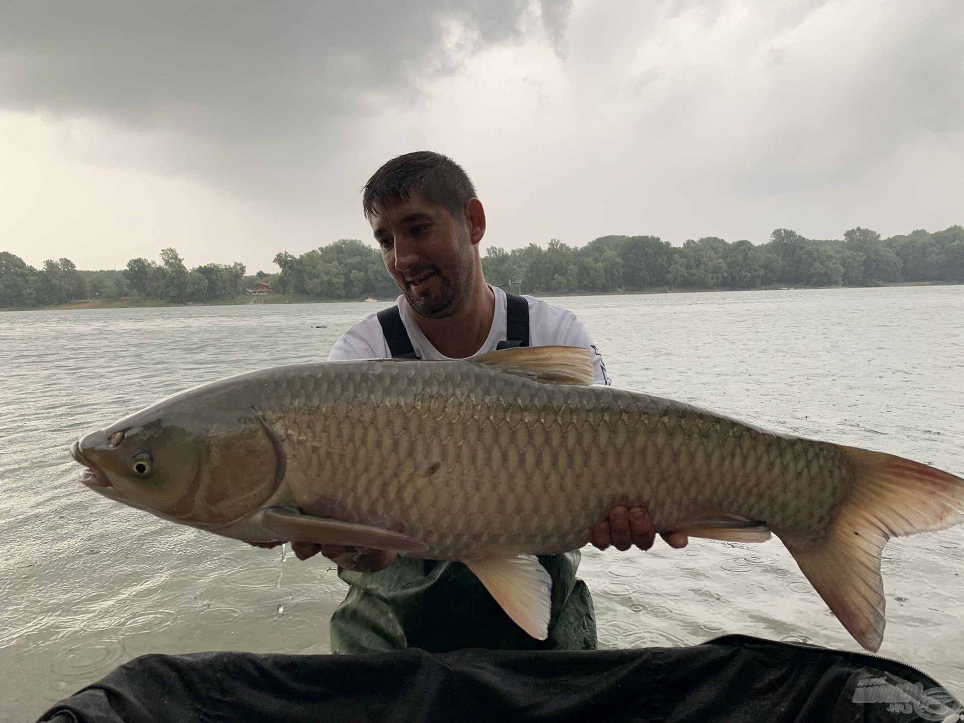 Egy egy szép, 10-kg feletti amur követte