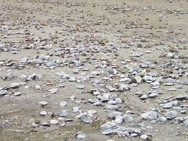 … ahol kagylóhéjak tízezrei borítják a vízpartot…