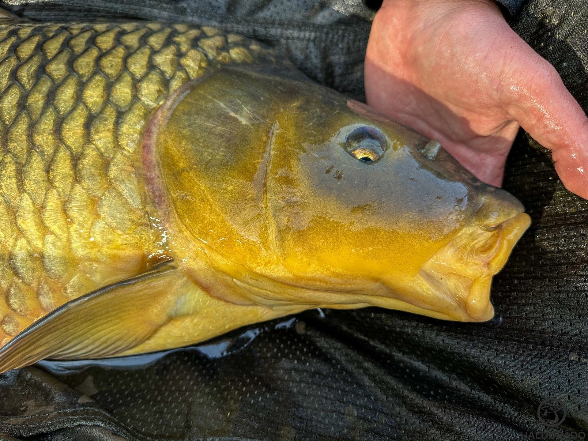 Megérkezett, akire vártam