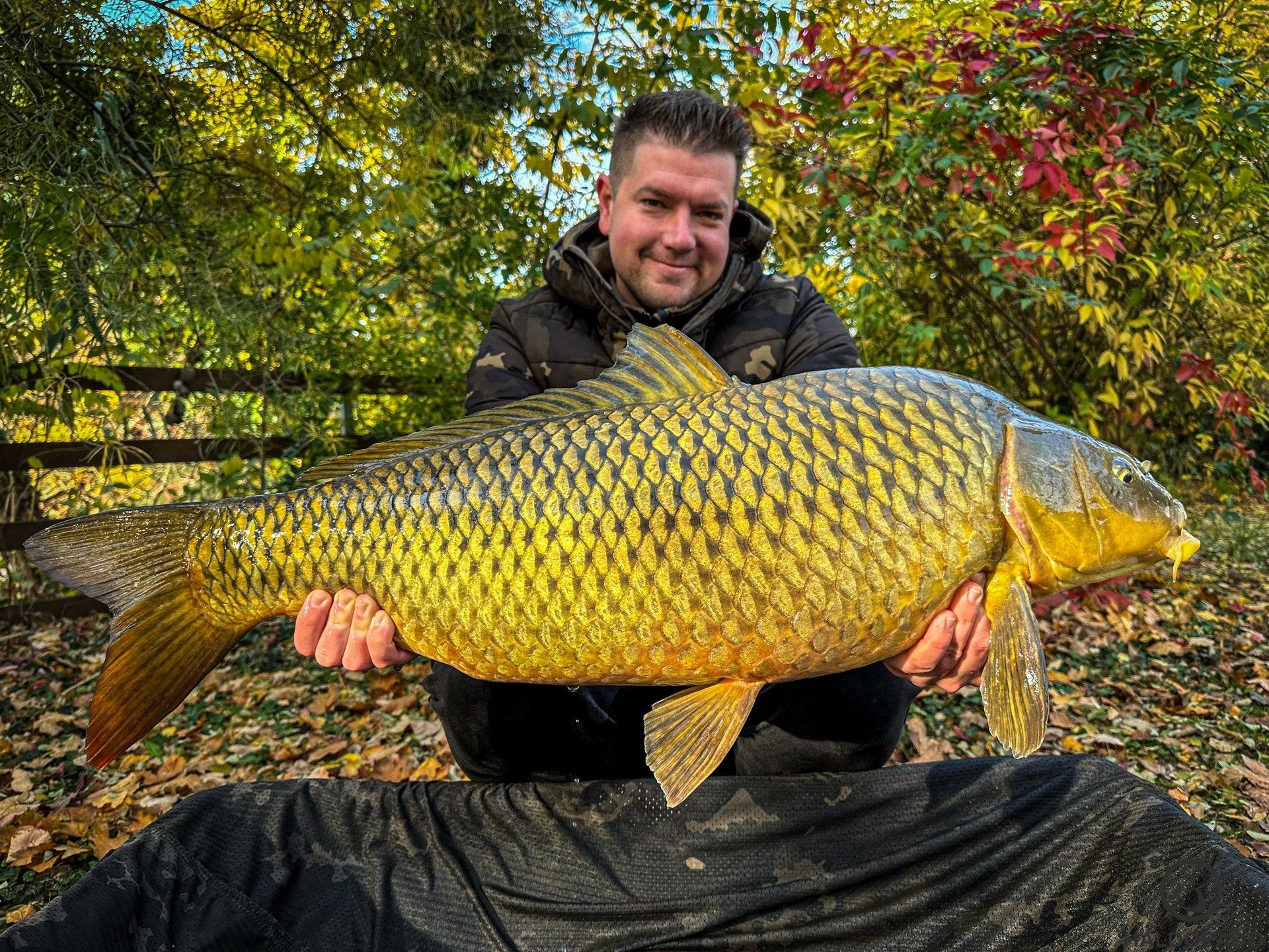 Lenyűgöző, őszi színekben pompázó nyurga